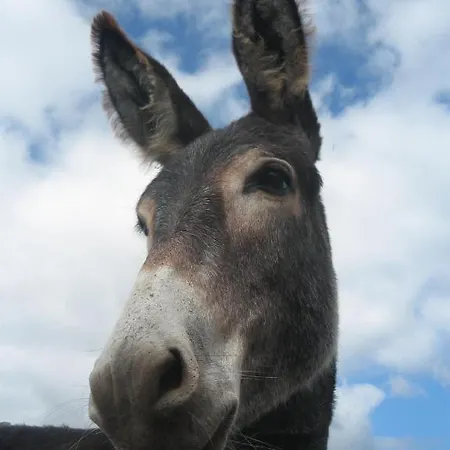 Au Bon Gre D'hugoline לינה וארוחת בוקר 3*